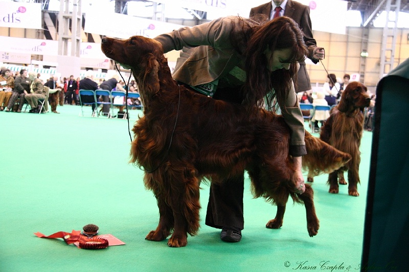 Crufts2011 282.jpg